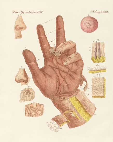 The sense, or view of the human skin a German School, (19th century)