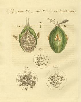 The ustilaginomycotina of the wheat