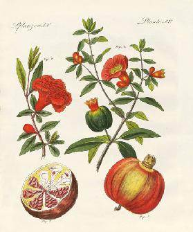 The pomegranate