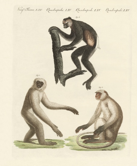 Three kinds of monkeys a German School, (19th century)