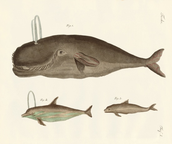 Three kinds of whales a German School, (19th century)