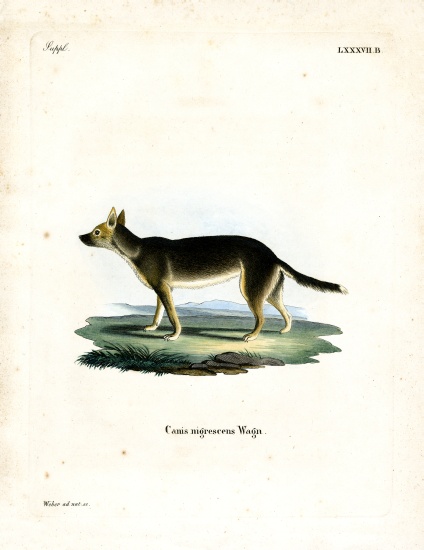 Tibetan Dog a German School, (19th century)