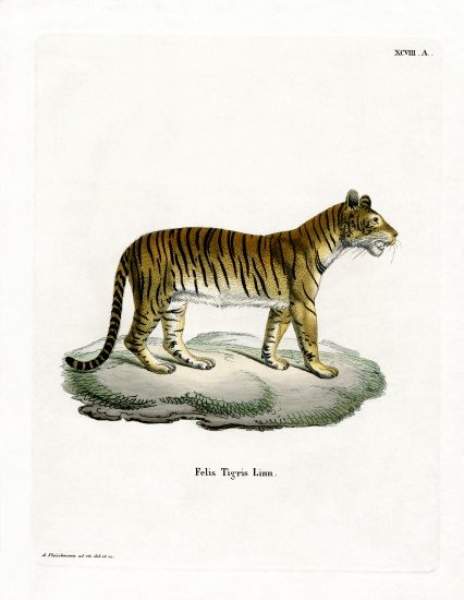 Tiger a German School, (19th century)
