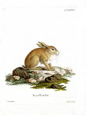 Tolai Hare