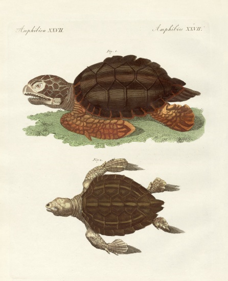 Turtles of phenomenal size a German School, (19th century)