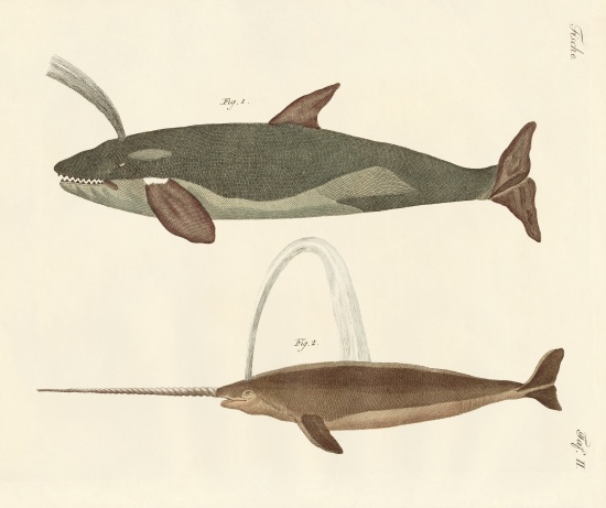 Two kinds of whales a German School, (19th century)