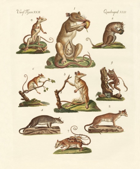 Various kinds of marsupials a German School, (19th century)