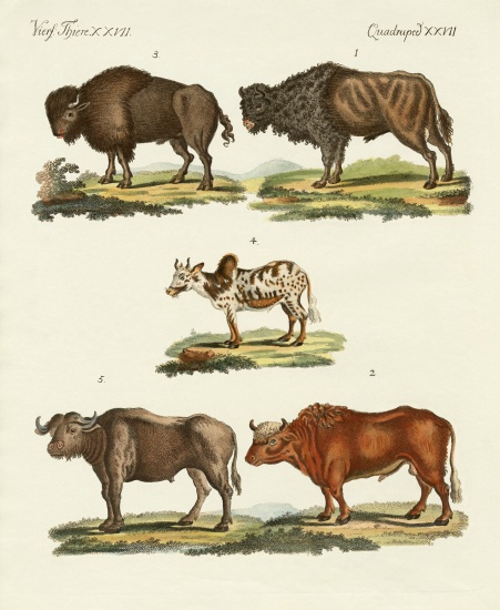 Various kinds of oxen a German School, (19th century)