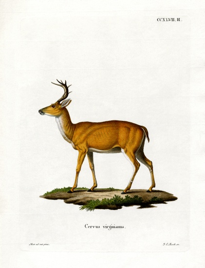 Virginian Deer a German School, (19th century)