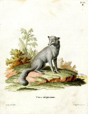 Virginian Fox