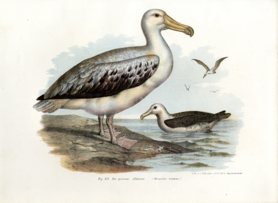 Wandering Albatross a German School, (19th century)