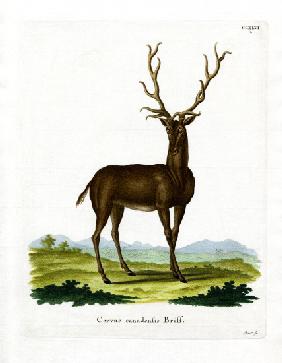 Wapiti