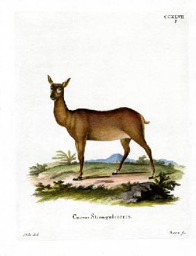 Wapiti