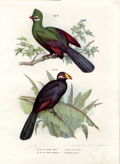 White-crested Turaco a German School, (19th century)