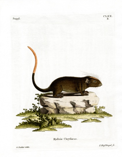 White-faced Spiny Tree-rat a German School, (19th century)