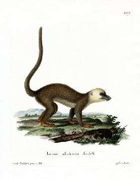 White-headed Lemur