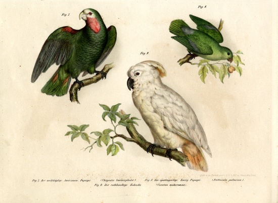 White-headed Parrot a German School, (19th century)