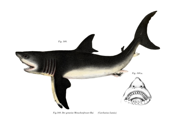 White Shark a German School, (19th century)