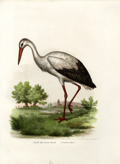 White Stork a German School, (19th century)