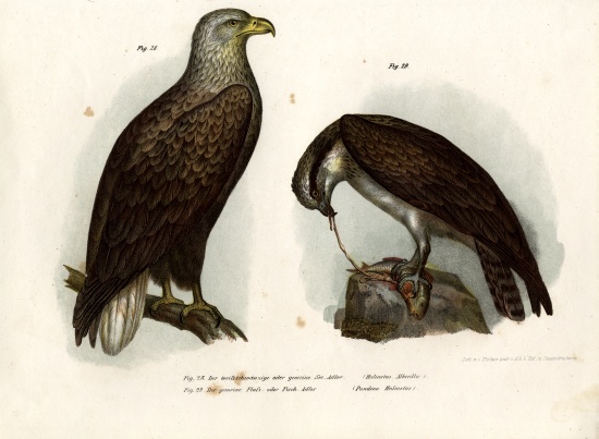 White-tailed Eagle a German School, (19th century)