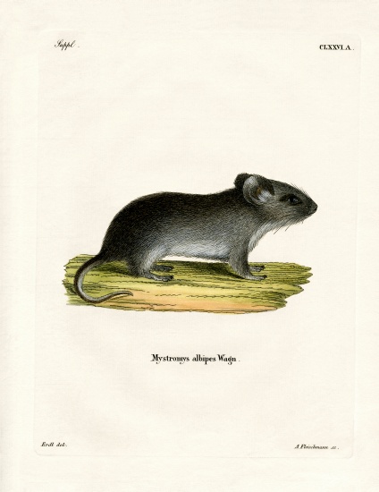 White-tailed Mouse a German School, (19th century)