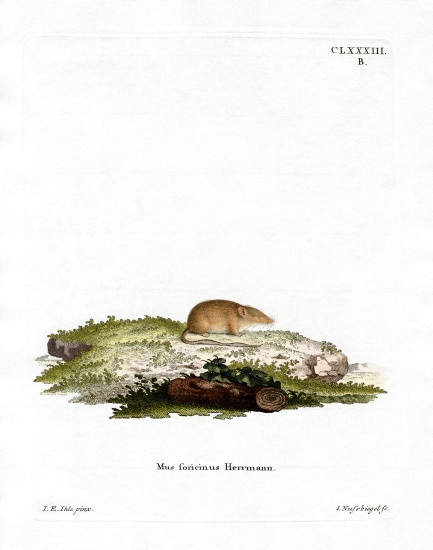 White-toothed Shrew a German School, (19th century)