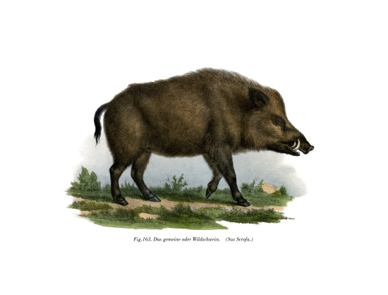 Wild Boar a German School, (19th century)