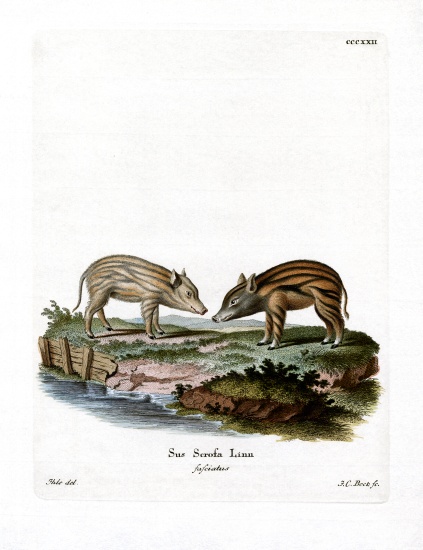 Wild Boar Piglets a German School, (19th century)