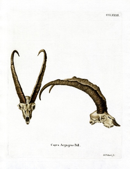 Wild Goat Horns a German School, (19th century)