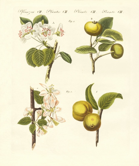 Wild kinds of fruits a German School, (19th century)