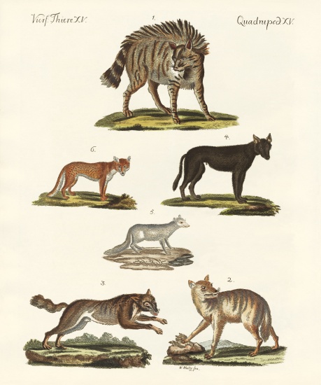 Wolves and foxes a German School, (19th century)