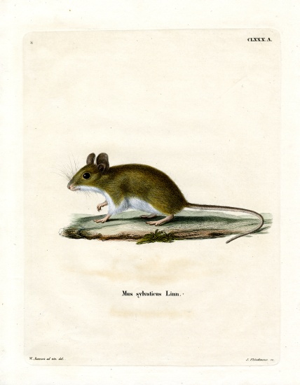 Wood Mouse a German School, (19th century)
