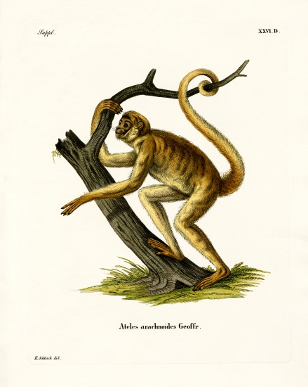 Woolly Spider Monkey a German School, (19th century)