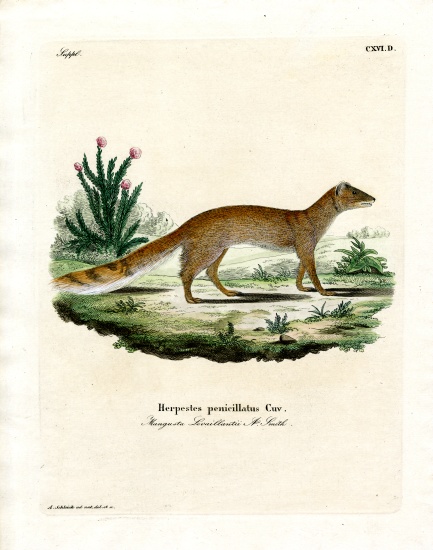 Yellow Mongoose a German School, (19th century)