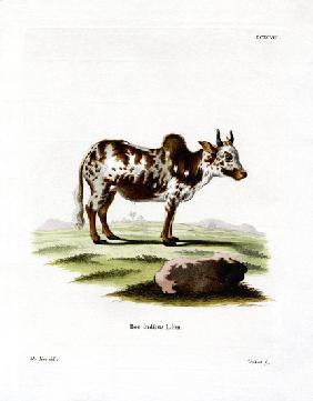 Zebu