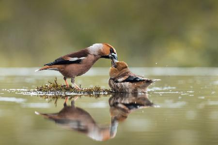 Feeding time