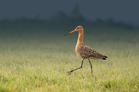 Black-tailed godwit