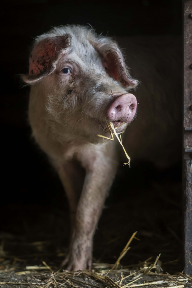 The luscious pig a Gert van den Bosch