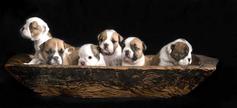 A bunch of English Bulldog puppies. a Gert van den Bosch