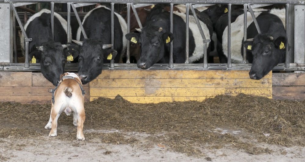 Listen up, cows! a Gert van den Bosch