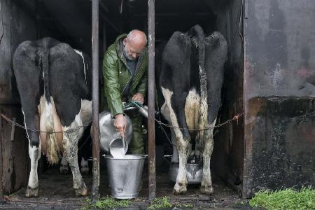 Milking, the old fashioned way, in 2021.