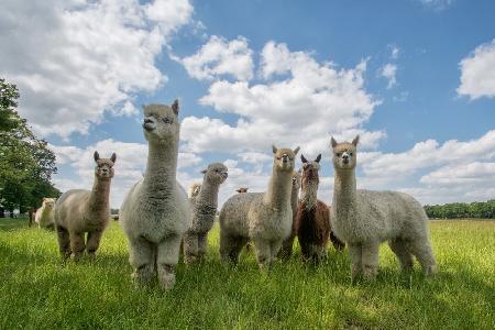 Send in the Alpacas!