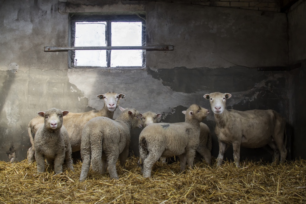 Sheep-ish a Gert van den Bosch