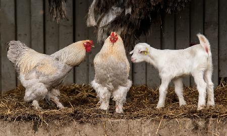 Four animals, 3 different breeds.