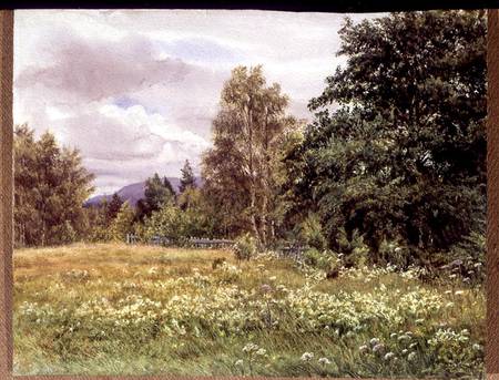 Meadow-sweet near Polchar, Aviemore, Scotland a Gertrude Martineau
