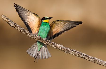 Bee-eater