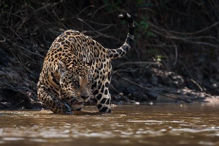 Jaguar king of Pantanal2