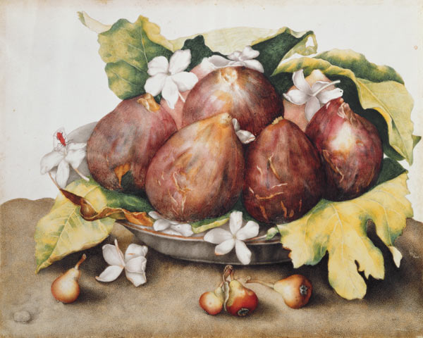 Figs on Leaves a Giovanna Garzoni