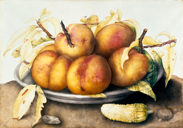 G.Garzoni / Plate of peaches. a Giovanna Garzoni
