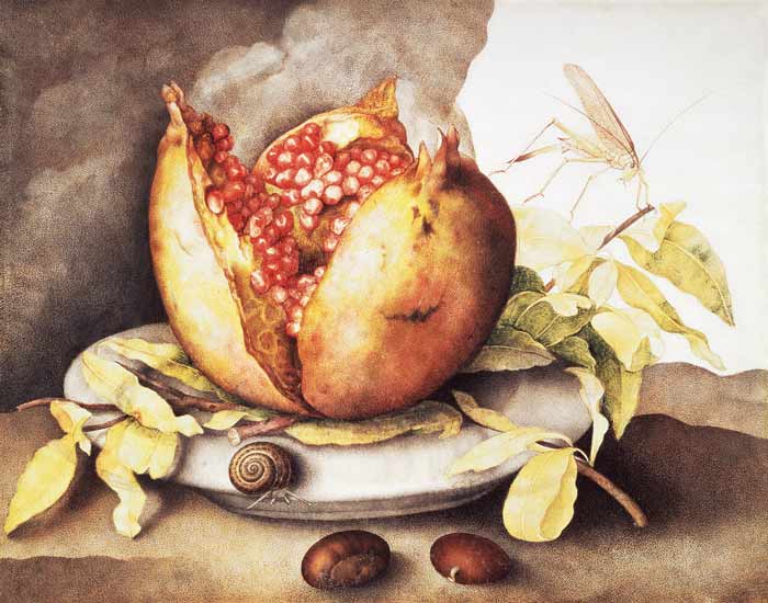 Pomegranate with Chestnuts a Giovanna Garzoni